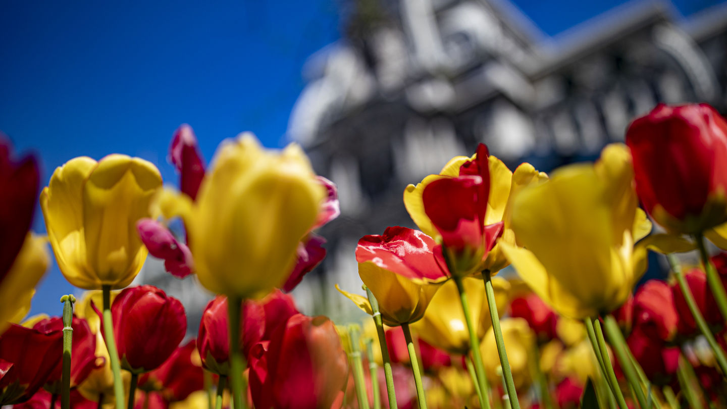 Photo of flowers with a building blurred in the background