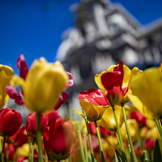 Photo of flowers with a building blurred in the background